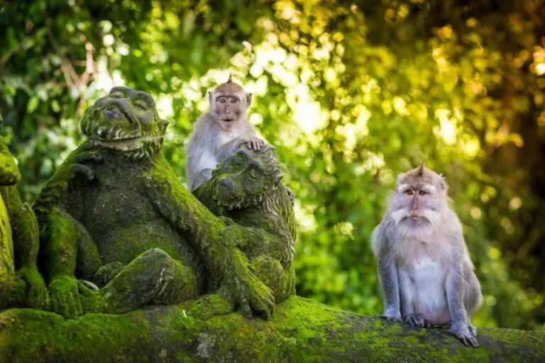 Unveiling the Cultural Tapestry: A Day Tour of Ubud